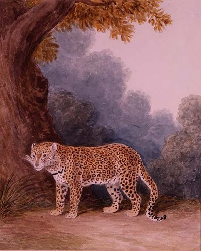 Leopardo de Samuel Howitt